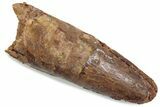 Fossil Spinosaurus Tooth - Feeding Worn Tip #376413-1
